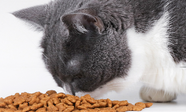 纽特莉猫粮排名