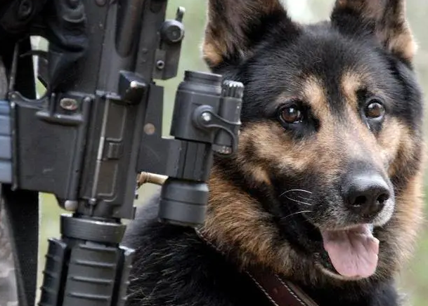 军犬平时都吃什么? 军犬平时都吃什么?