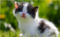 猫咪因为什么得疱疹了呢