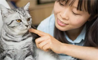 猫咪为什么不靠近人就叫