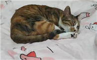 猫为什么会爬床上啊