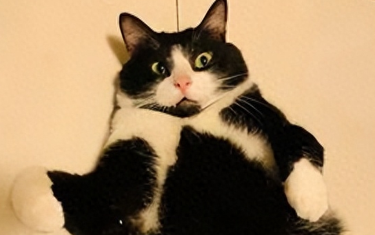 捡了只小奶猫让狗子带，没想到这货长大后居然比狗还大只！
