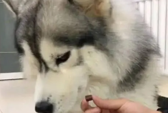 胰胃克宠物药吃多少呢?来看看吧 胰胃克宠物药吃多少呢?来看看吧