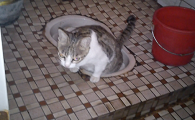 猫咪为啥老要上厕所拉屎