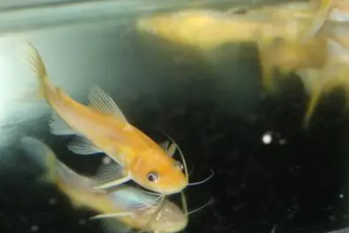 金丝猫鱼凶吗
