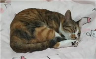 猫咪为什么非要爬床上啊