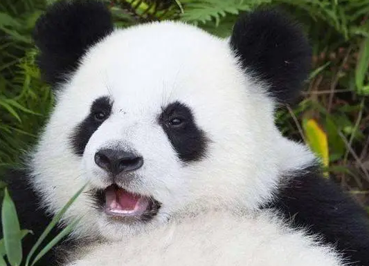 大熊猫的种类有哪些 大熊猫的种类有哪些