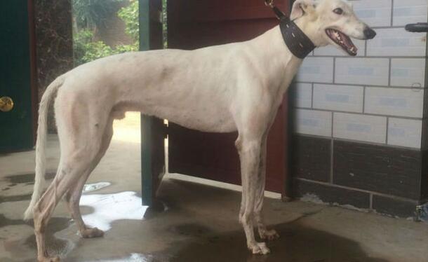 格力犬血统查询