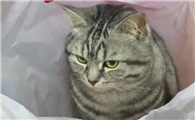 猫咪喜欢舔麻袋的原因
