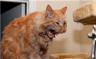 猫咪为什么老是自己乱叫呢
