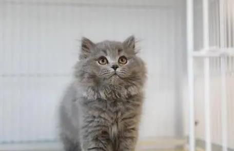 端午高地猫是什么品种