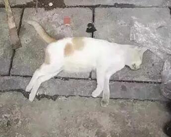 投毒毒死流浪猫有罪吗