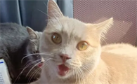 家里的猫老是叫咋回事啊