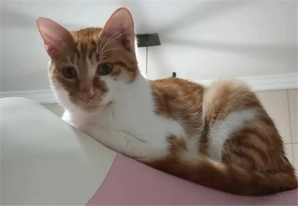 橘狸花猫多少钱一只 橘狸花猫多少钱一只
