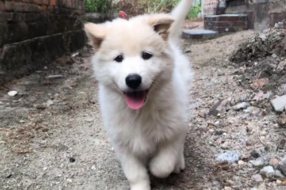 白土松犬多少钱一只