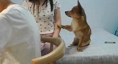 女士辅导儿子作业要生气，狗狗看情况不对抬起爪子安慰她