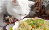 猫咪能吃松花菜吗为什么啊
