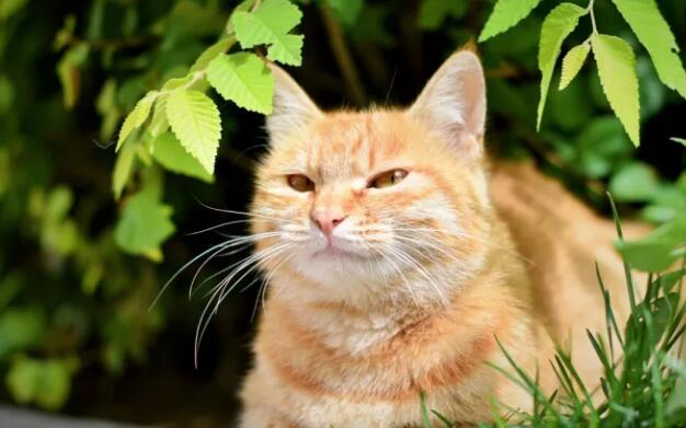 橘猫的5大缺点