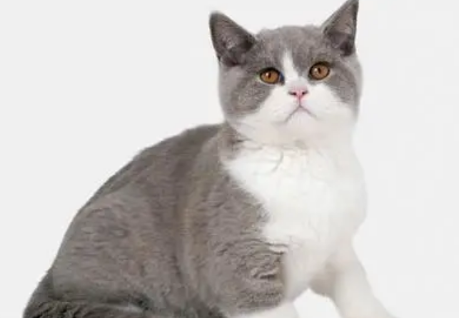 英国短毛猫有哪些颜色