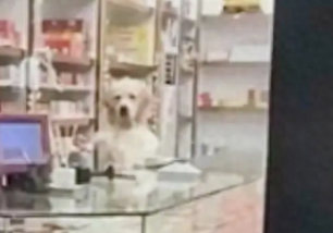 网友把狗狗留在店里，回来看它正趴在柜台上，都当上店长了吗？