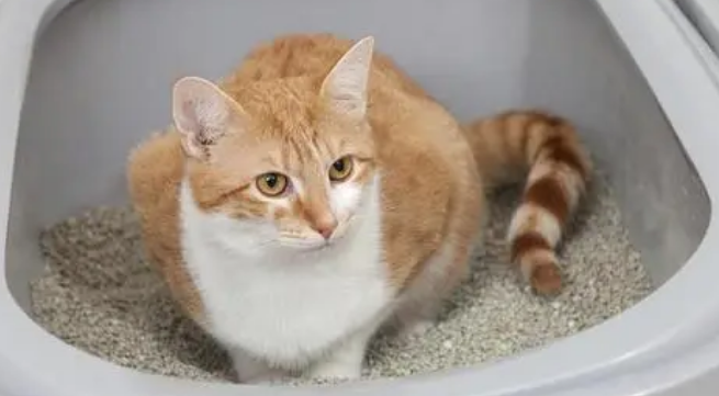 蛮果宠物mango猫砂盆如何？