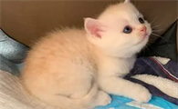 猫咪天天关家里好吗为什么呢