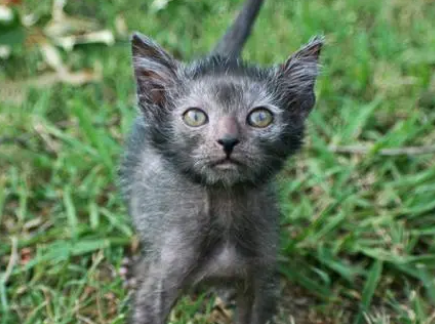 狼猫老鼠和树懒玩游戏谁会被淘汰