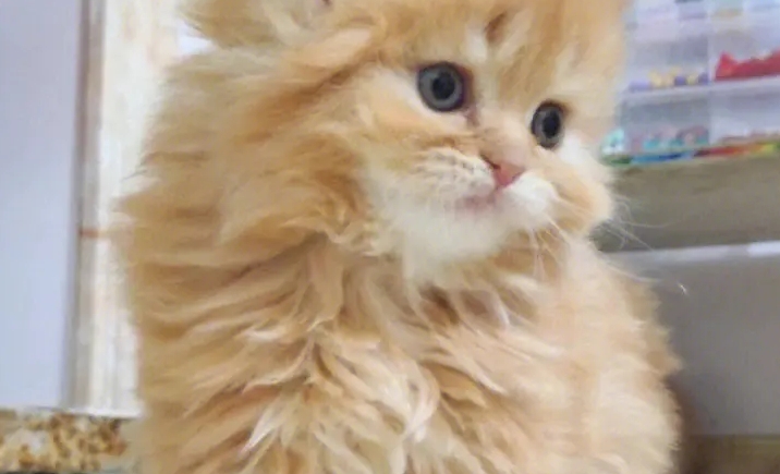长毛橘猫是什么品种