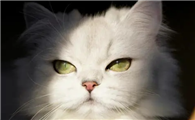 猫咪为什么对你高冷呢