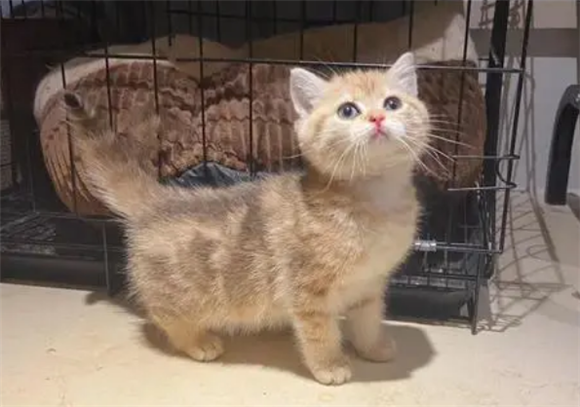 山猫纹金渐层三花猫