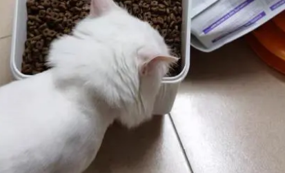 狮子猫吃什么猫粮比较好 狮子猫吃什么猫粮比较好