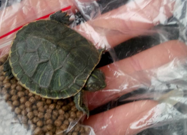 珍珠龟正确饲养方法 珍珠龟正确饲养方法