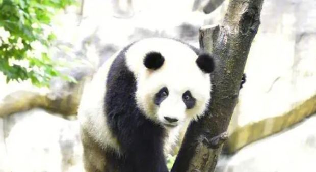 大熊猫成为国宝的原因 大熊猫成为国宝的原因