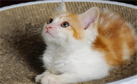 猫咪的瞳孔为什么会放大缩小