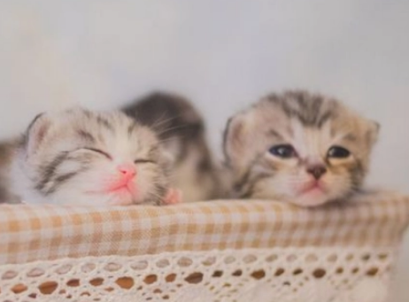 小奶猫几天睁眼睛