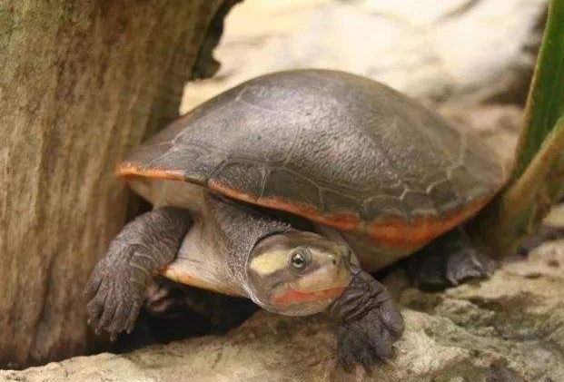 圆澳龟可以长多大