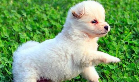 绣球犬怎么养？不妨来看看吧