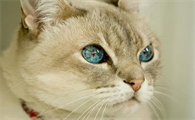 猫咪眼珠为什么有时圆啊