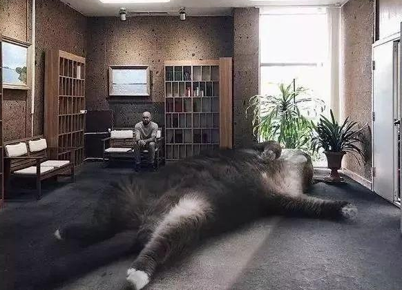 他“养”了一只3米高的猫,私密照曝光后,83万人云撸猫 他“养”了一只3米高的猫,私密照曝光后,83万人云撸猫