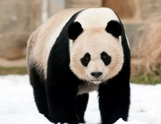 大熊猫给中国带来了什么好处