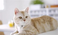 猫咪有智商差异吗为什么呢