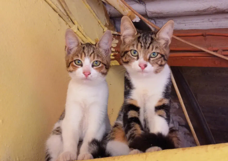 土猫和宠物猫的区别图片 土猫和宠物猫的区别图片