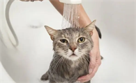 猫咪冬天应该洗澡吗为什么呢