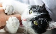 家里猫咪为什么老咬我啊
