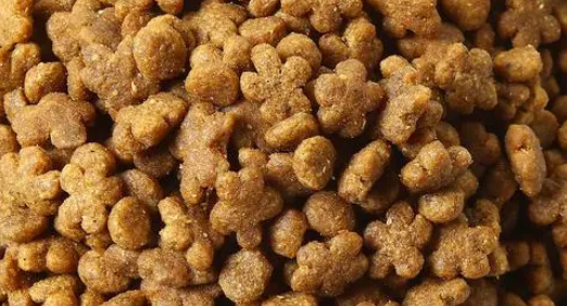如何喂圈养羊羔犬狗粮啊