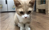 猫咪为什么会后脚弯啊