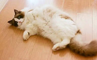 猫咪为什么露出肚子就跑