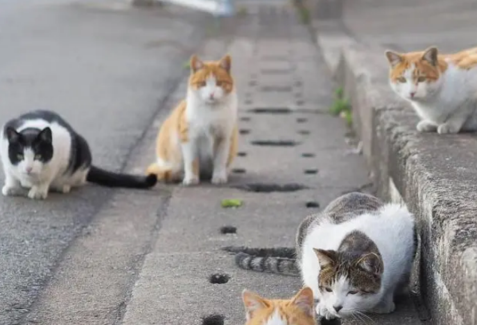 绝对不要收留流浪猫 绝对不要收留流浪猫