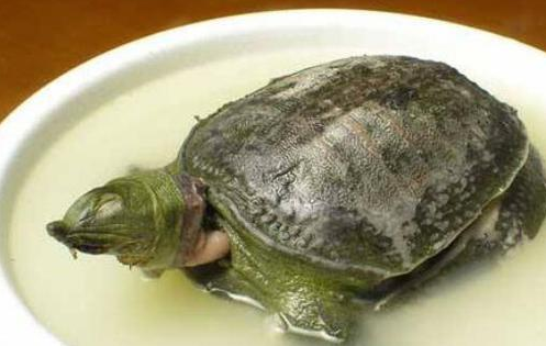 甲鱼血可以吃吗 甲鱼血可以吃吗