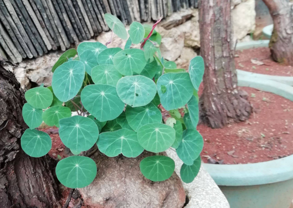 山乌龟的种植方法 山乌龟的种植方法